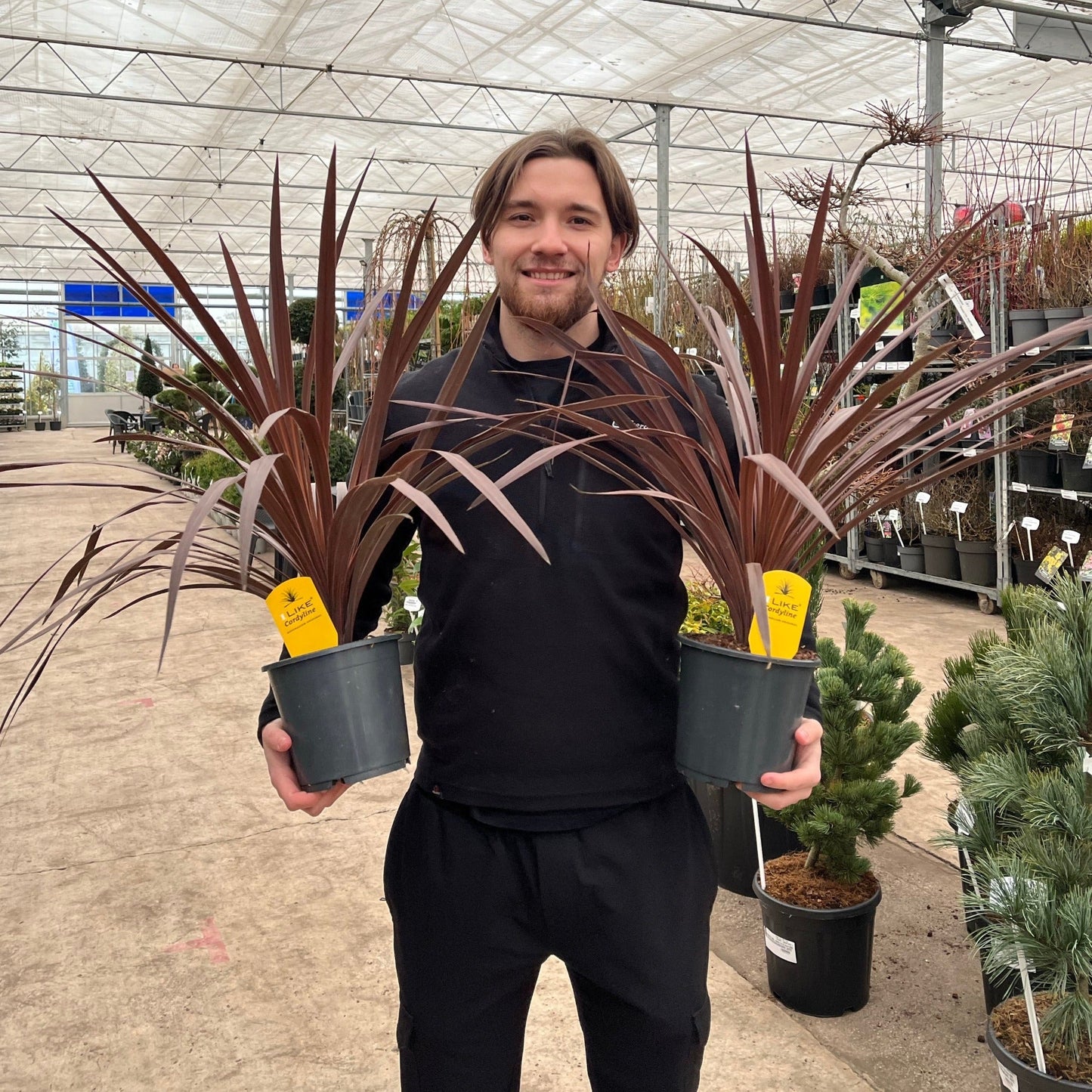 Cordyline australis 'Red Star'