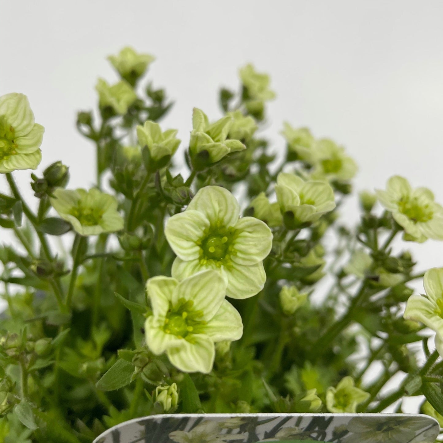 Saxifraga x Arendsii 'Early Lime' 1.5L
