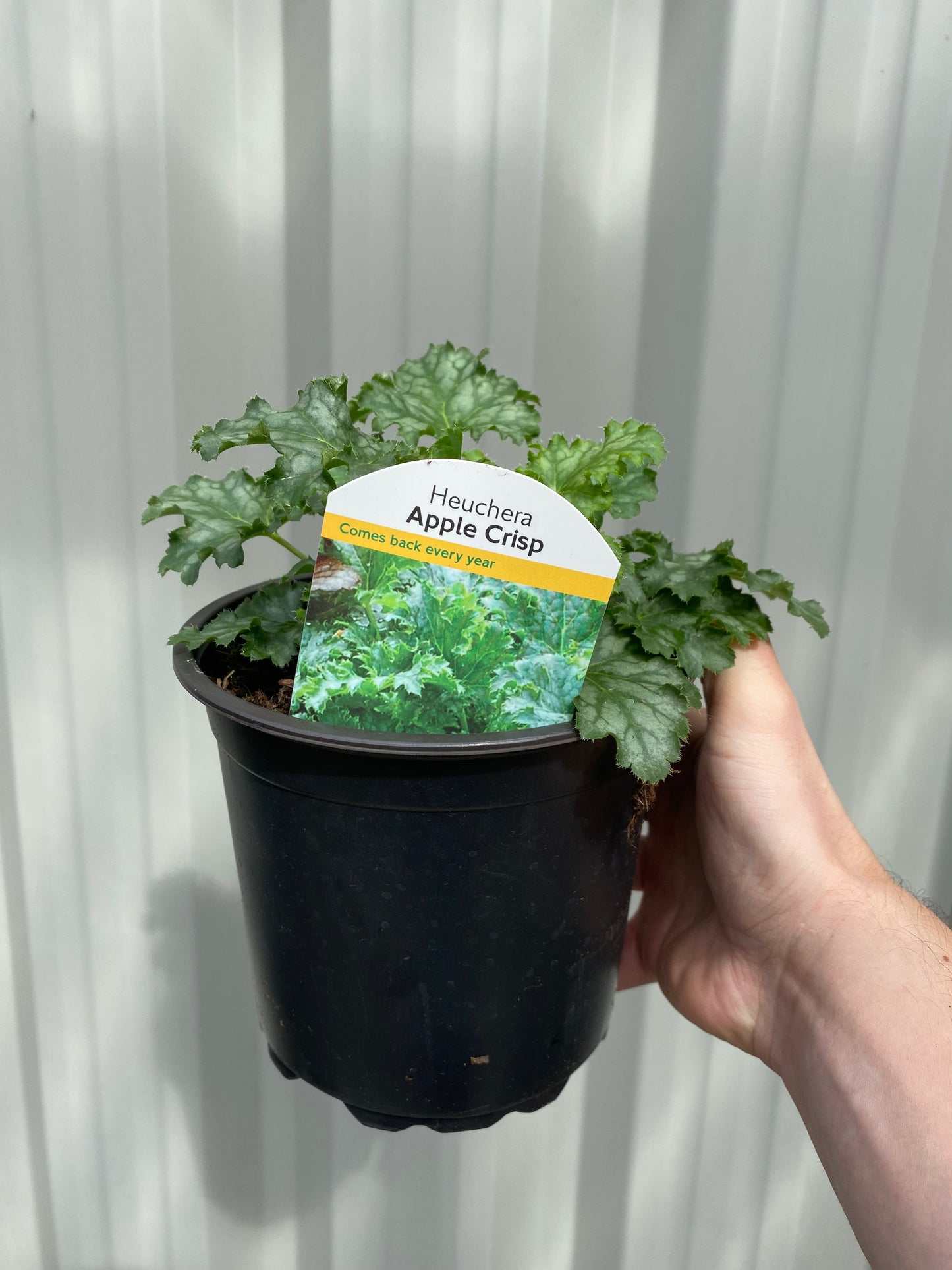 Heuchera 'Apple Crisp' 2L