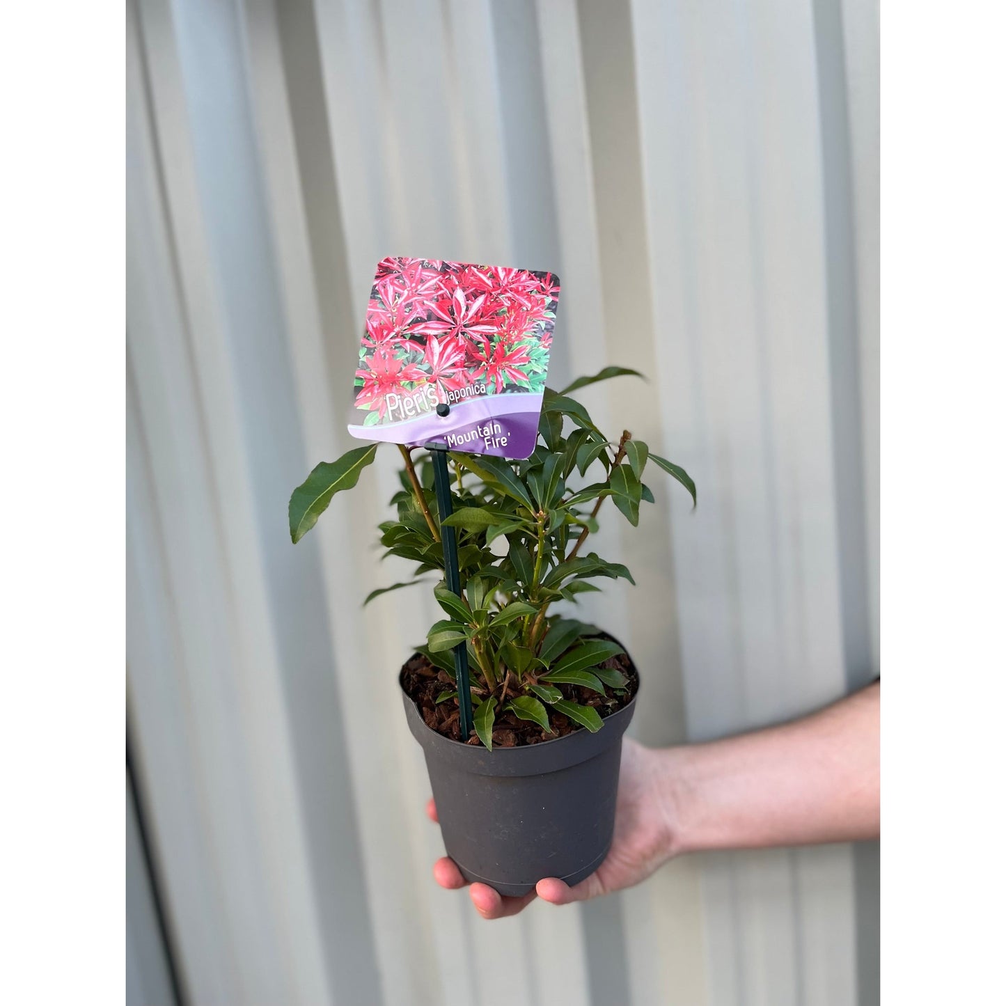 Pieris japonica €˜Mountain Fire€™ 9cm/1L/2L