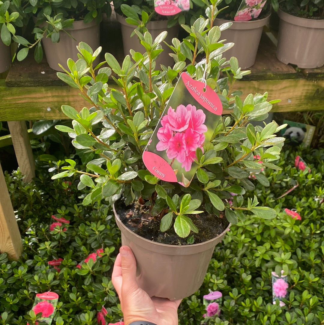 Azalea 'Conny' 1.5L/2L/10L