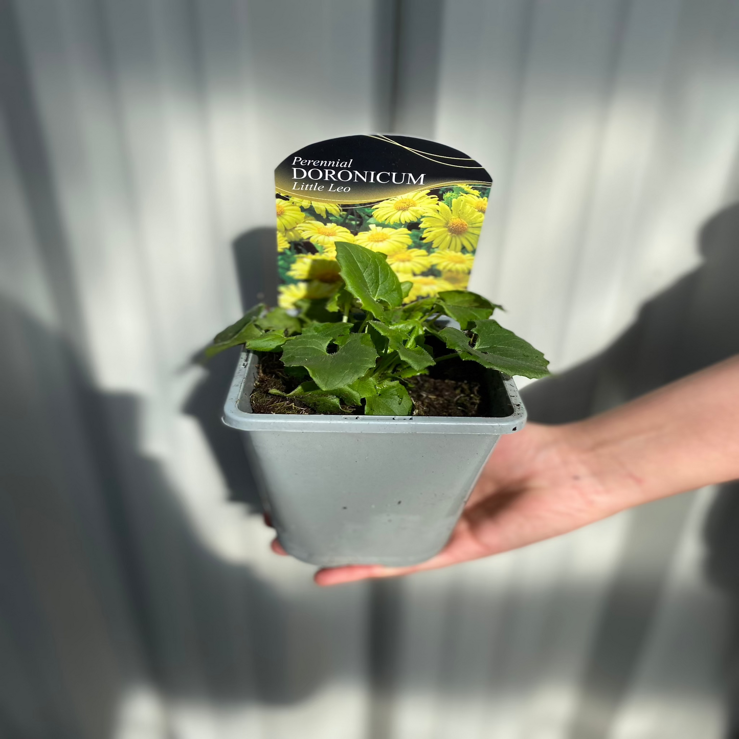 Doronicum orientale 'Little Leo' 9cm