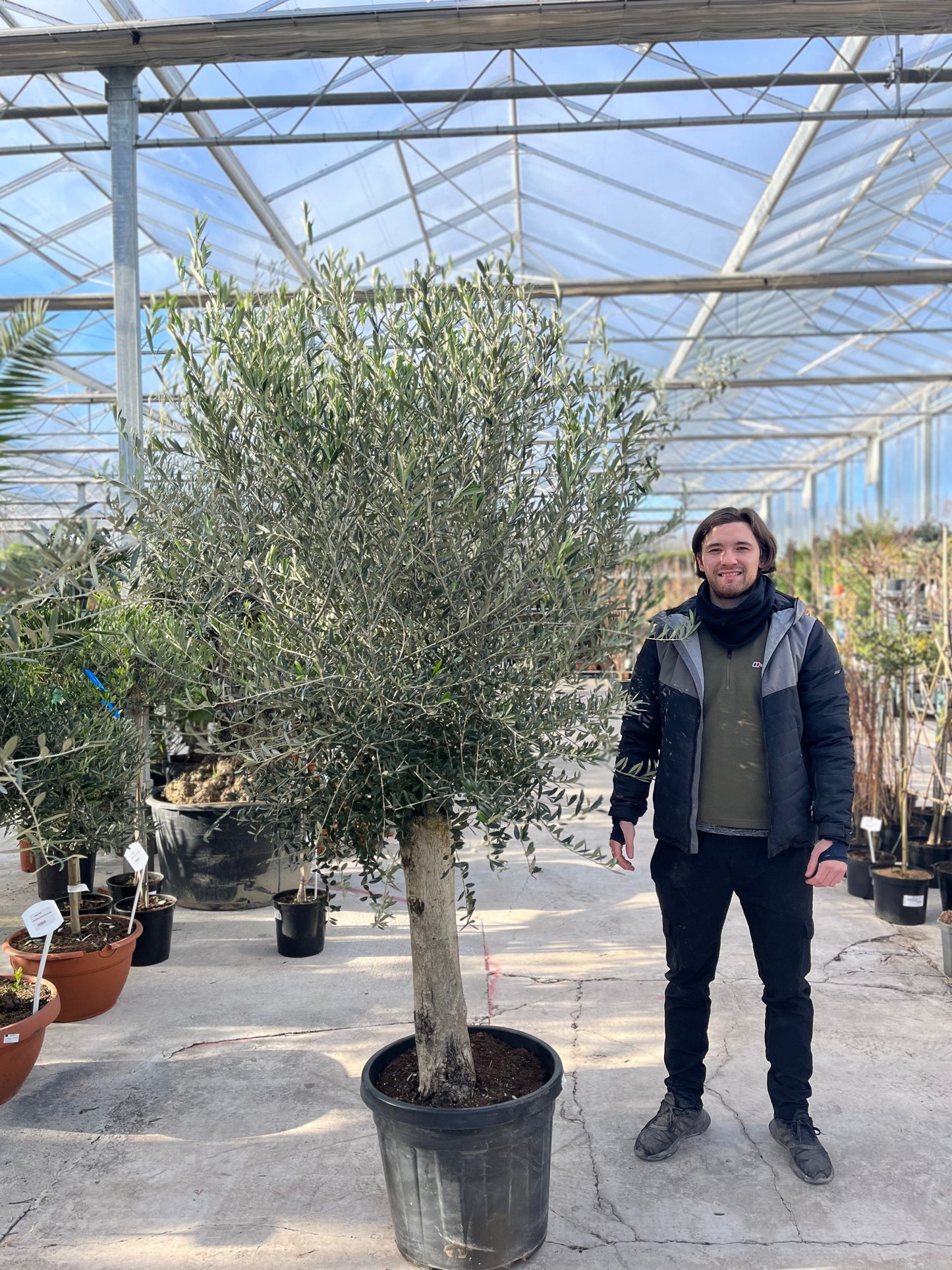 Mature Olive Tree 35L (Thick Stem) 1.6-1.7m