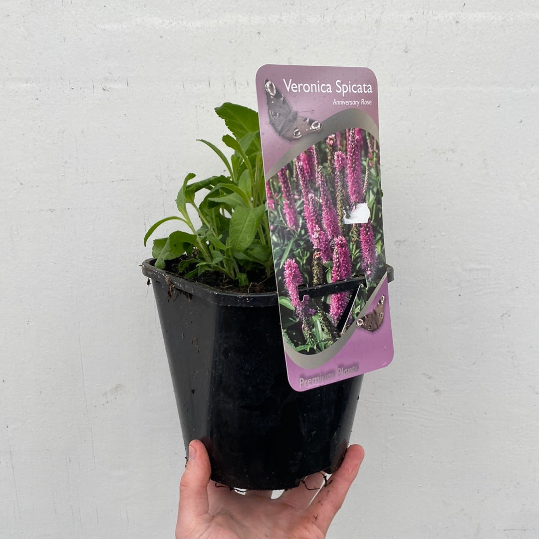 Veronica  €˜Anniversary Pink' 9cm/2L