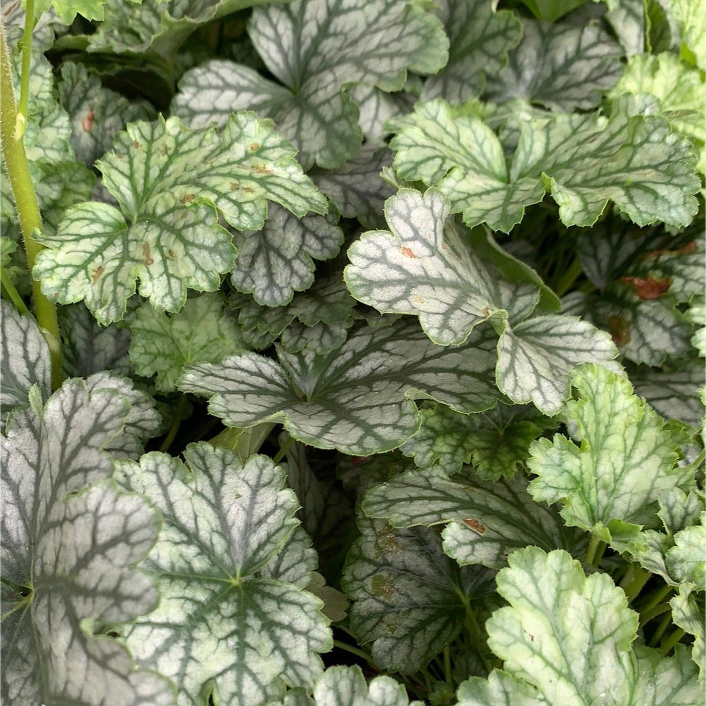 Heuchera 'Paris€™ 2L