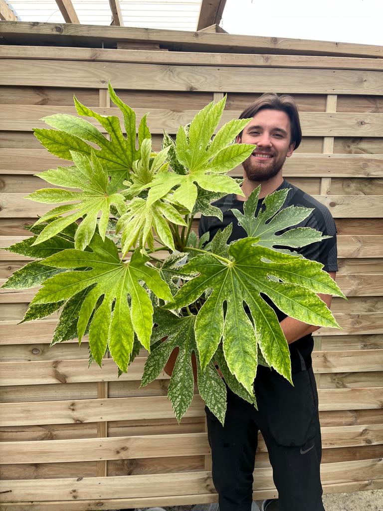 Fatsia japonica 'Spider's Web' 2L-7.5L