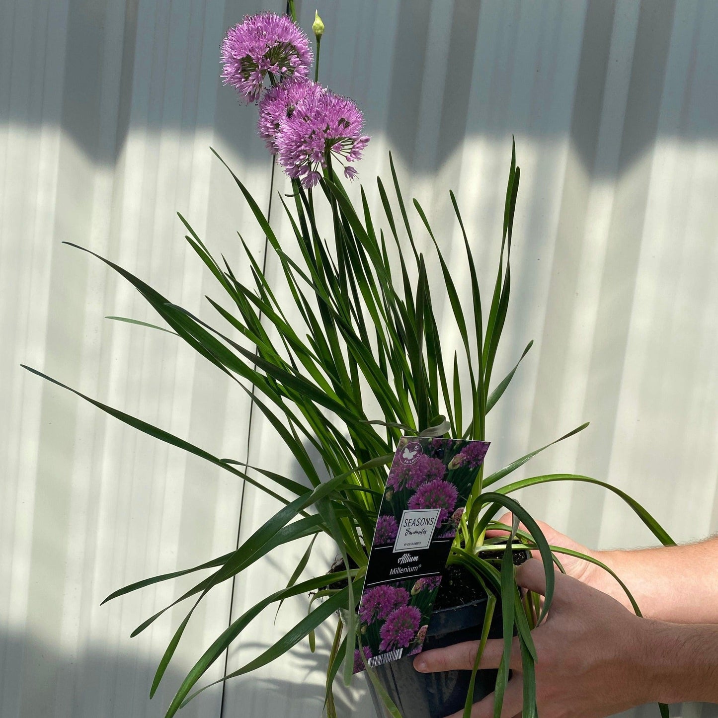 Allium 'Millenium' 2L
