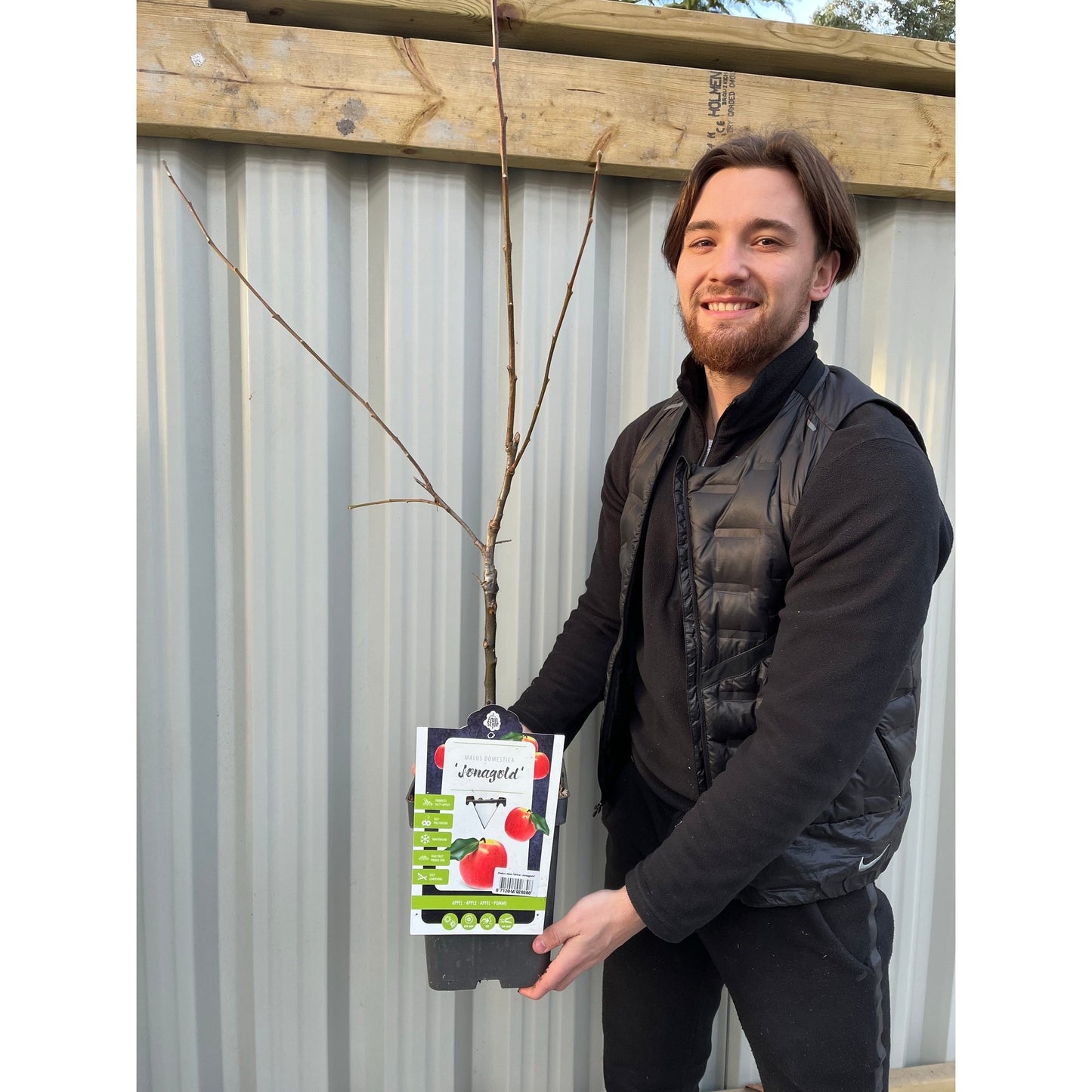 Dwarf/Patio Apple Tree -  Dometica 'Jonagold'