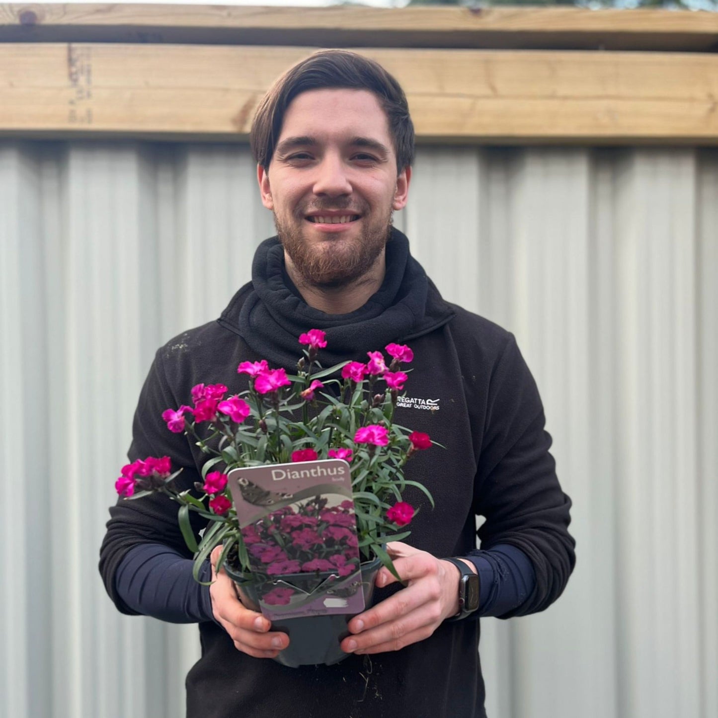 Dianthus 'Scully€™  3L