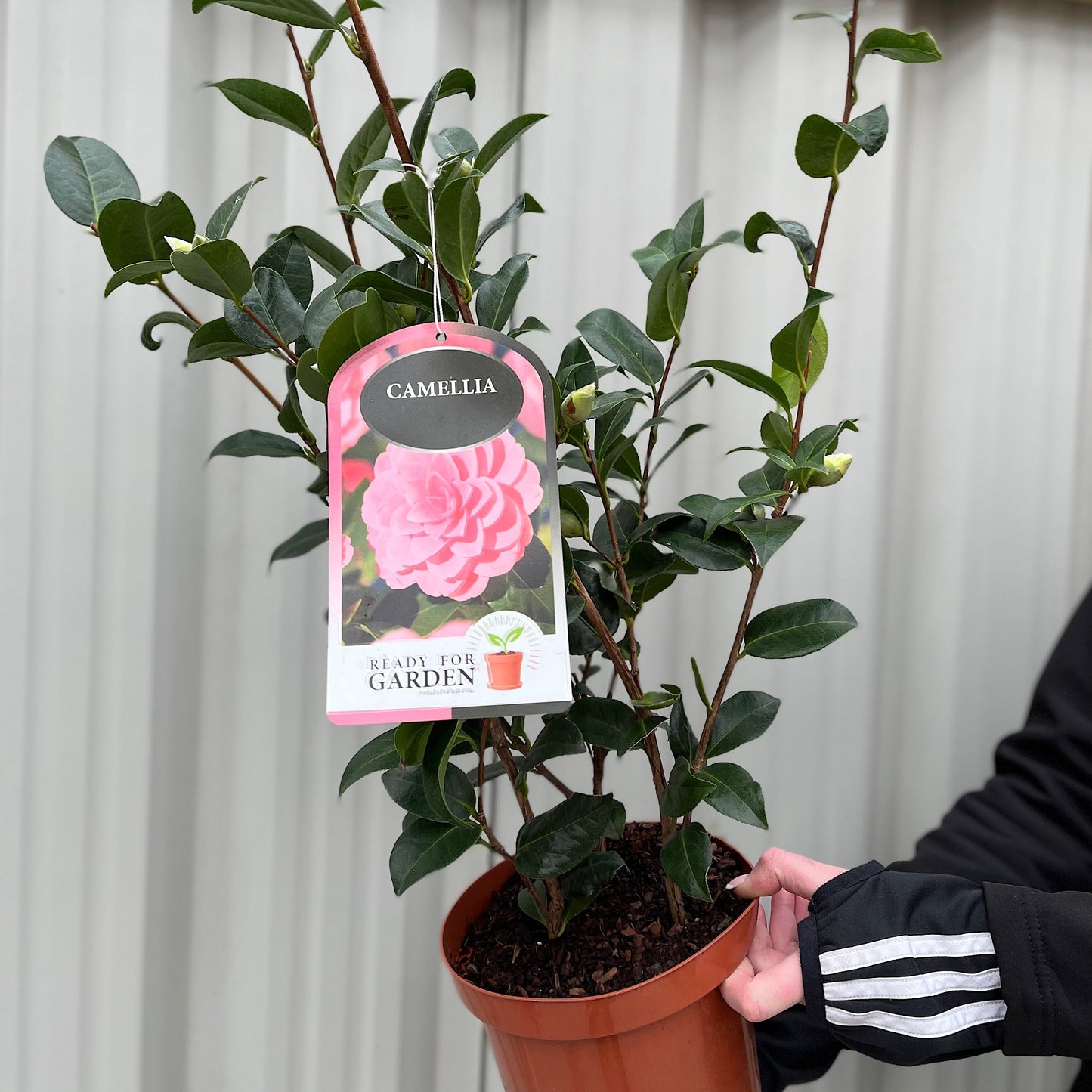 Camellia japonica 'Wilsoodii€™ 3L (70cm Tall)
