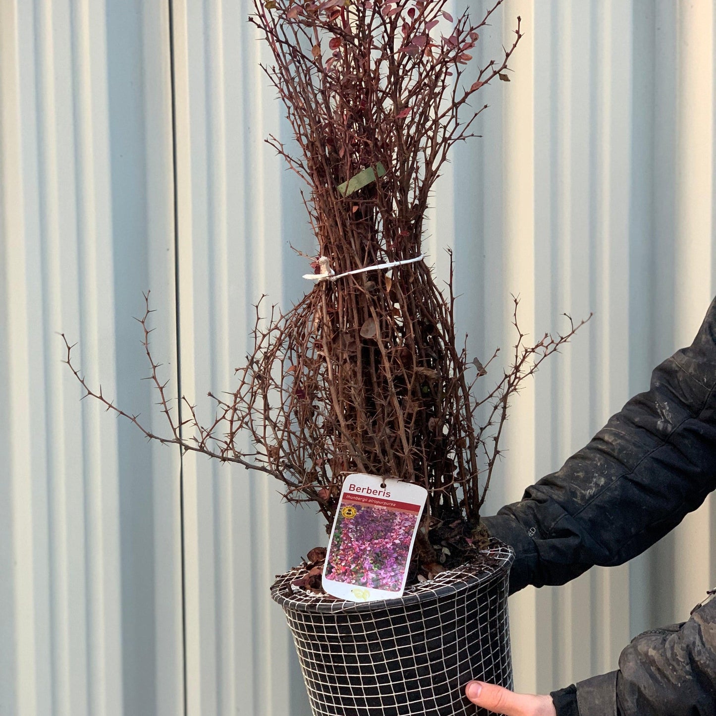 Berberis atropurpureum - Purple Barberry (10 Plants)