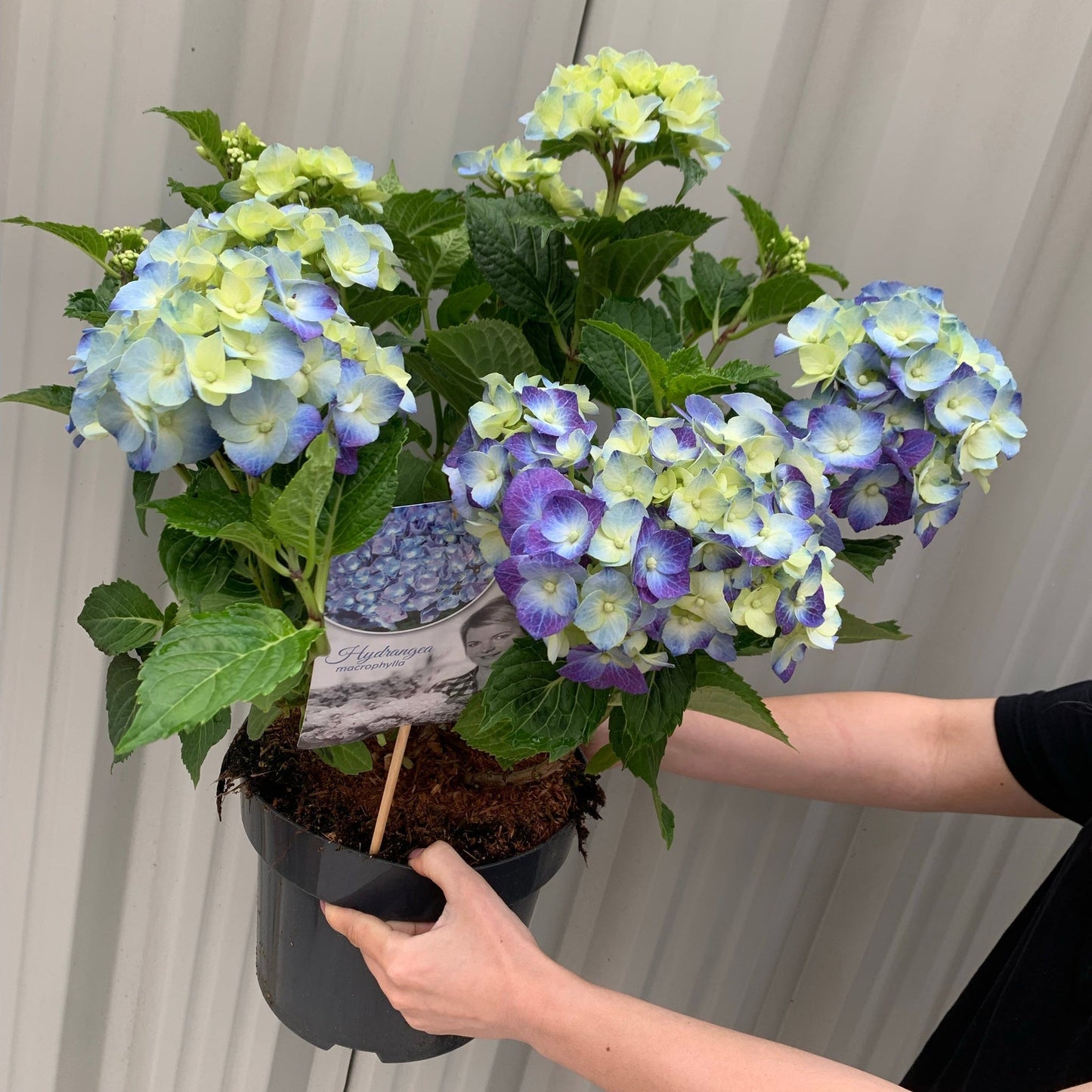 Hydrangea macrophylla 'Blue Ball'