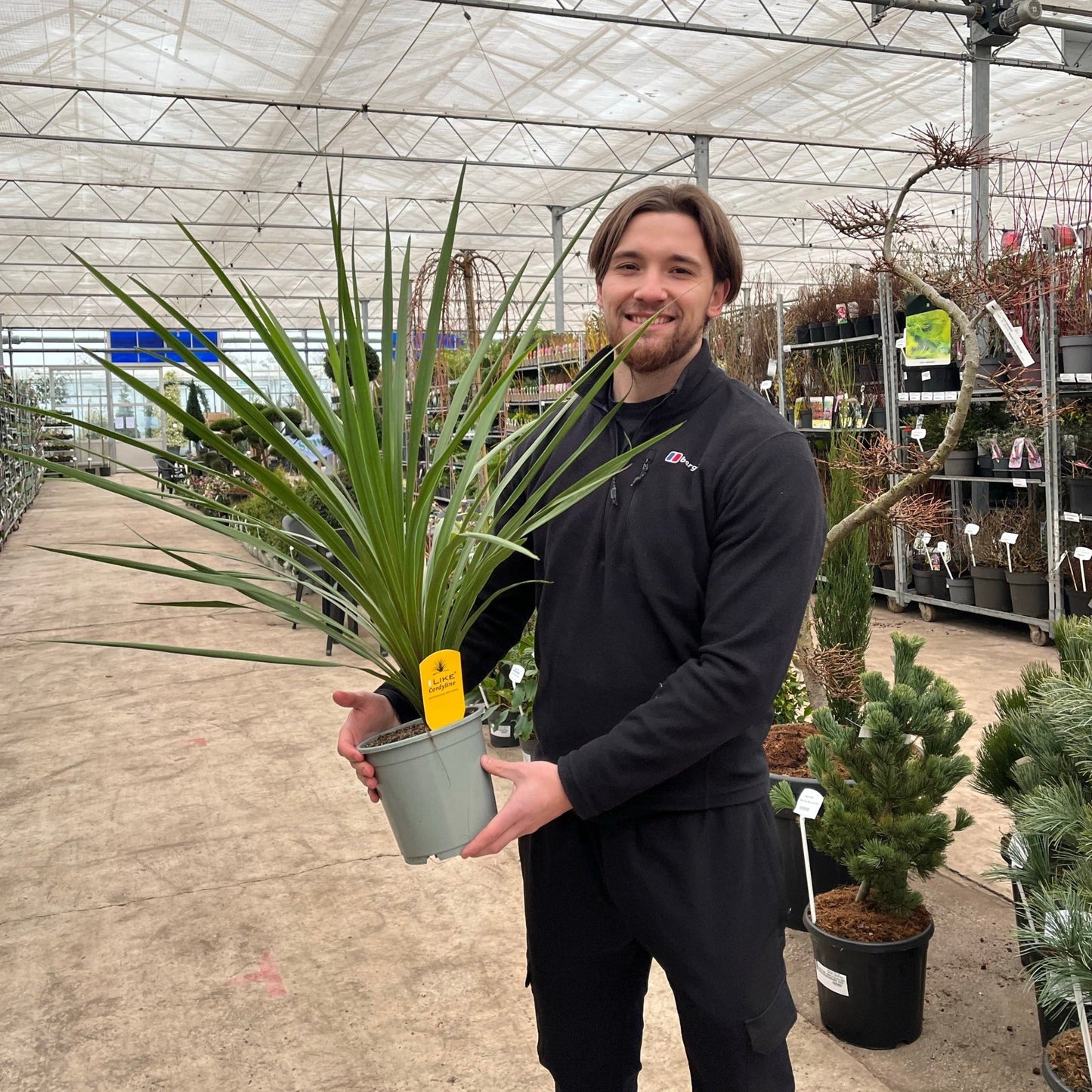 Cordyline australis Peko - Green