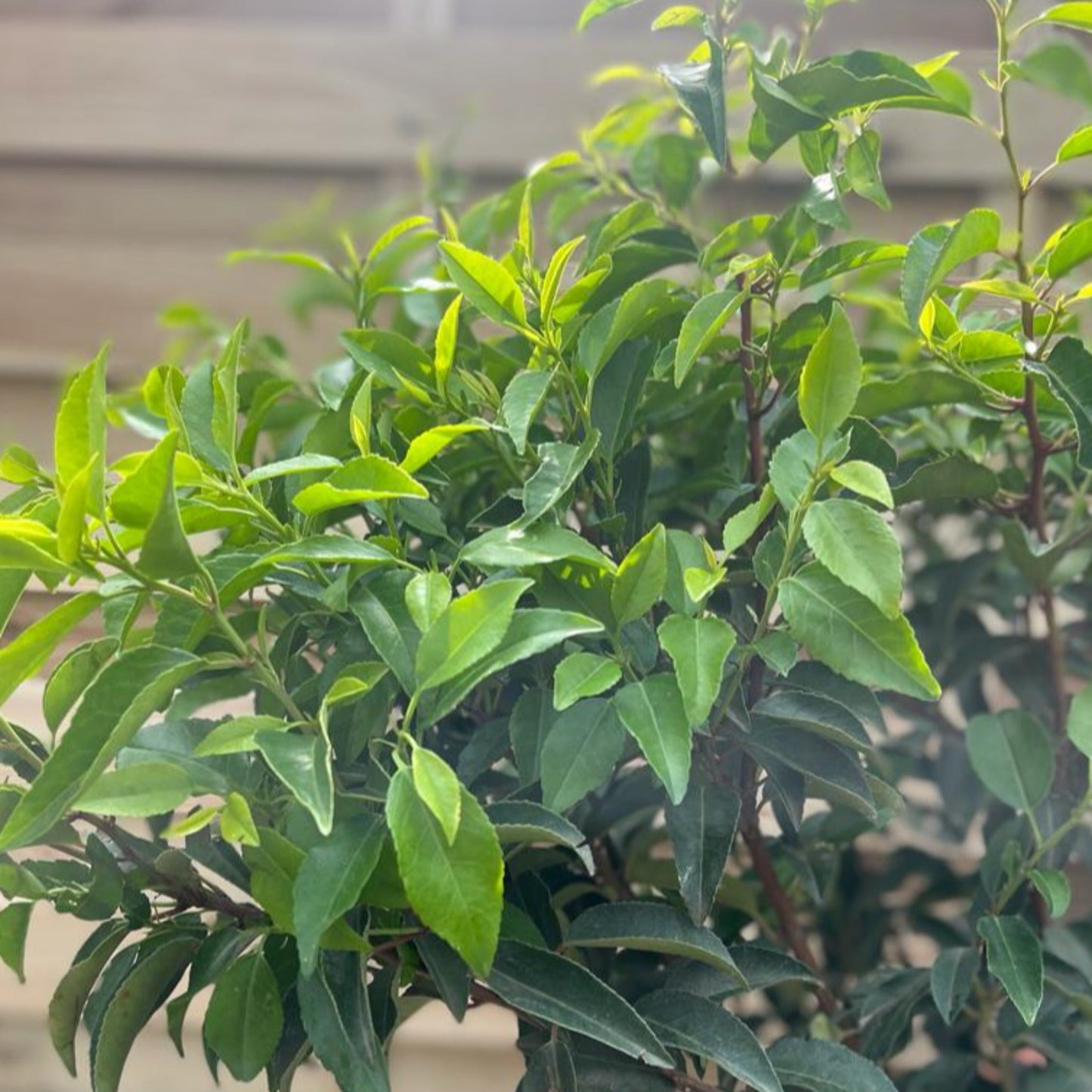 Portuguese Laurel | Prunus lauroceras 'Angustifolia'.