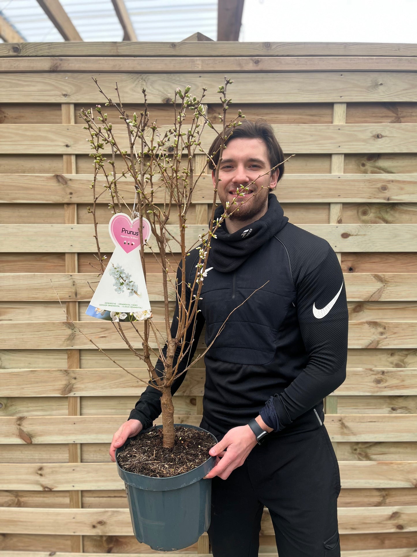 Ornamental Flowering Cherry Blossom Tree -  Nipponica €˜Brilliant' 7.5L 1m