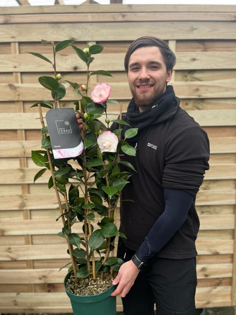 Camellia 'Desire' 9cm / 3L