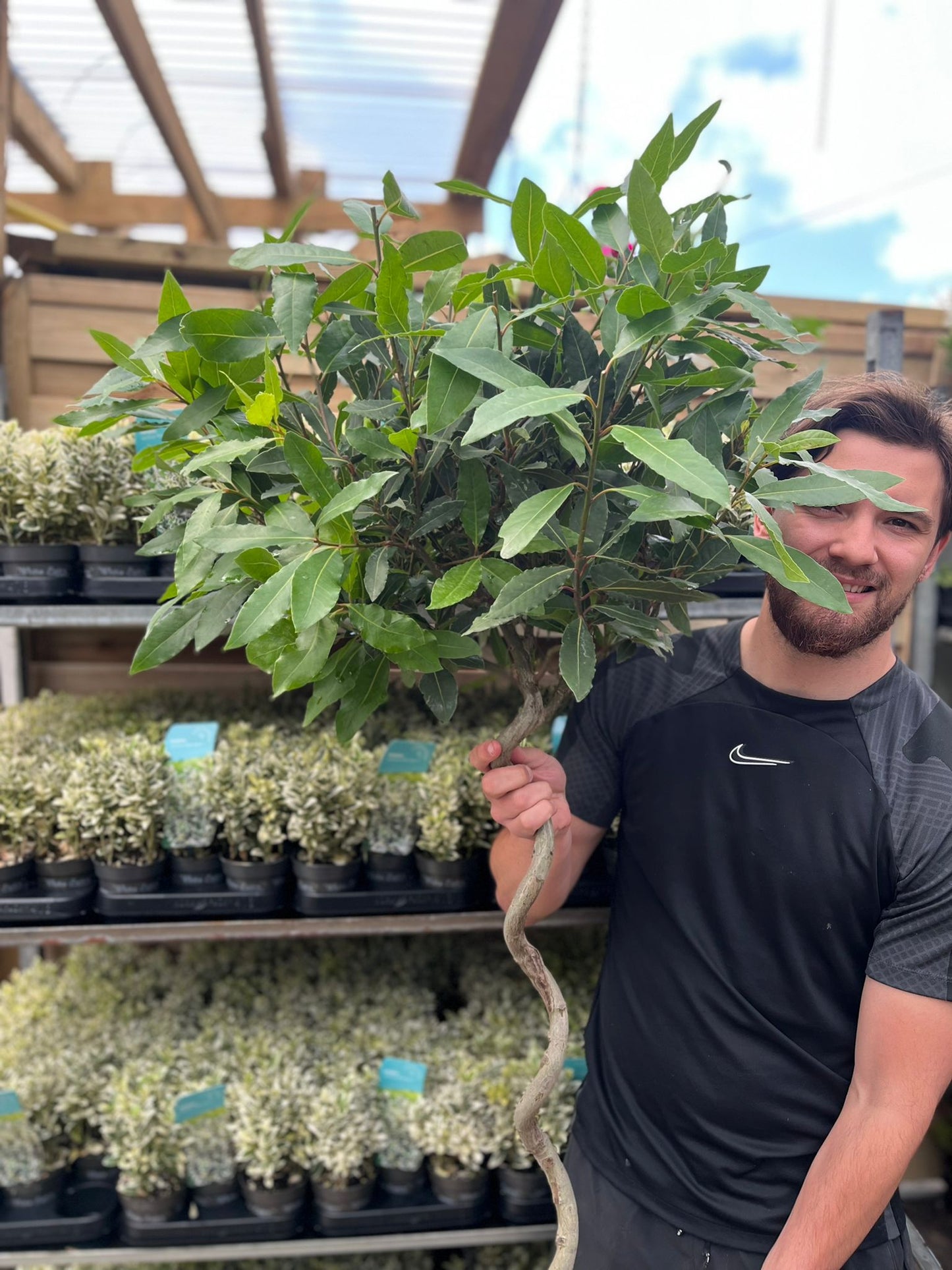 4ft / 5ft Spiral Stem Standard Bay Tree | Laurus nobilis | 110-120cm, 140-150cm.