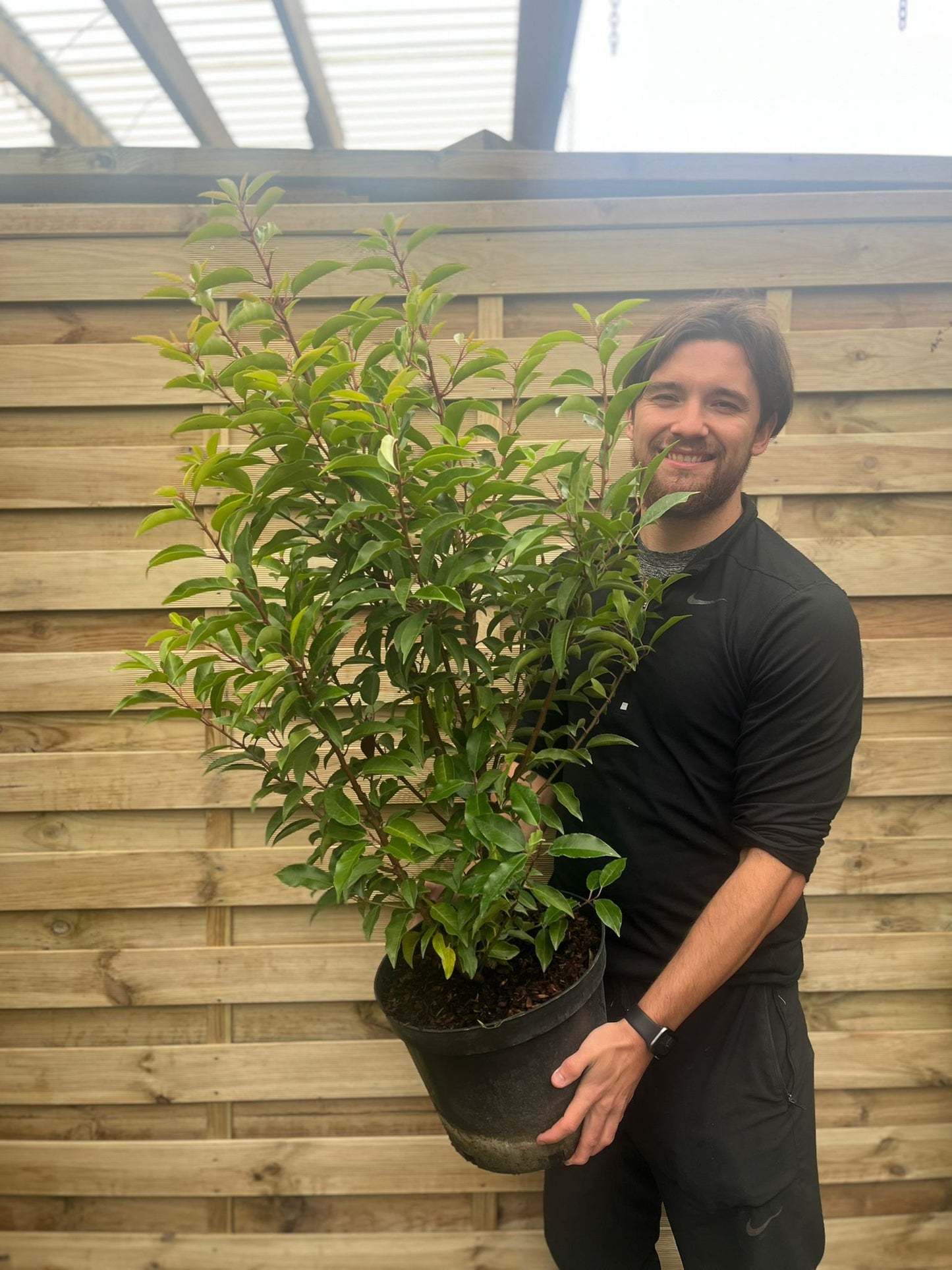 Portuguese Laurel | Prunus lauroceras 'Angustifolia'.