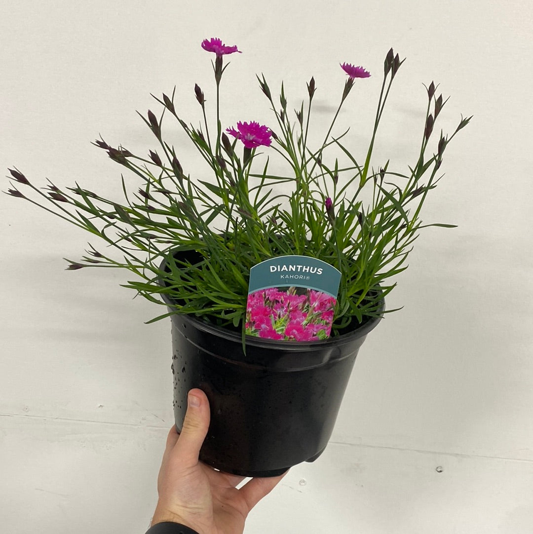 Dianthus - Kahori 3L