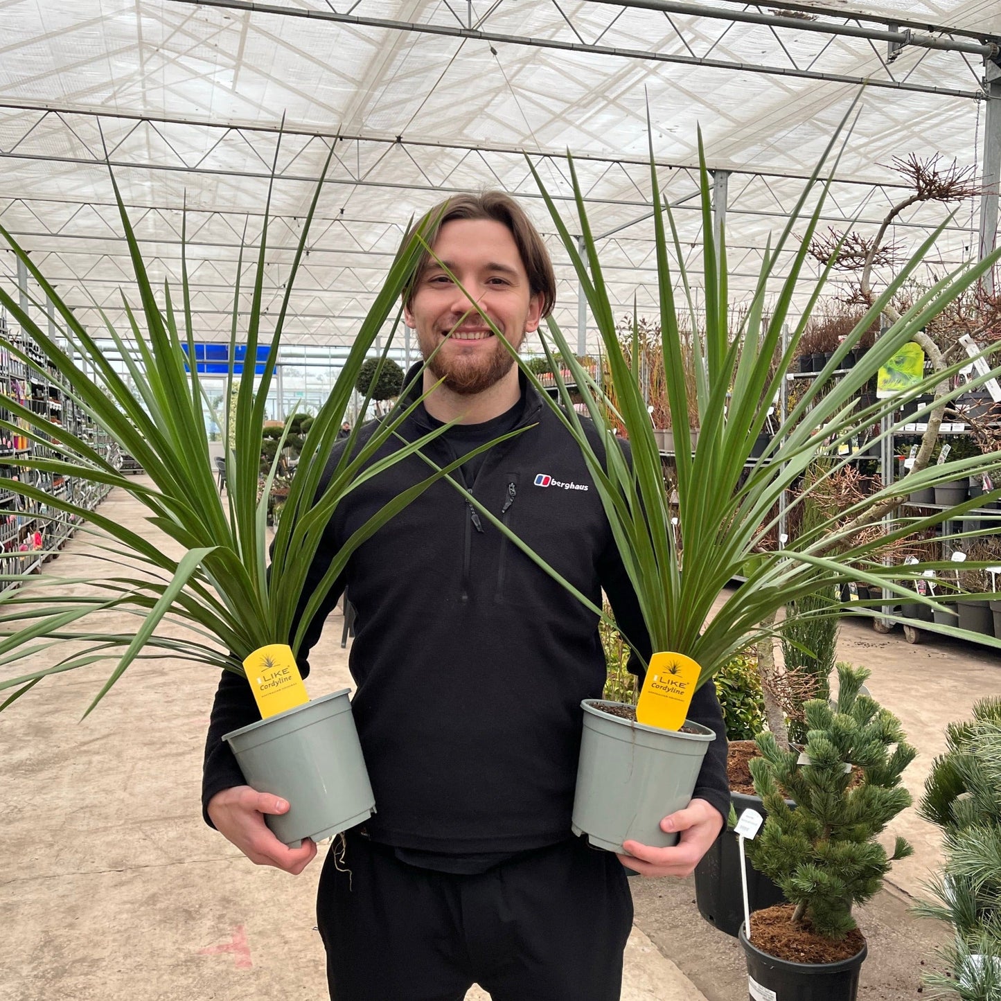 Cordyline australis Peko - Green