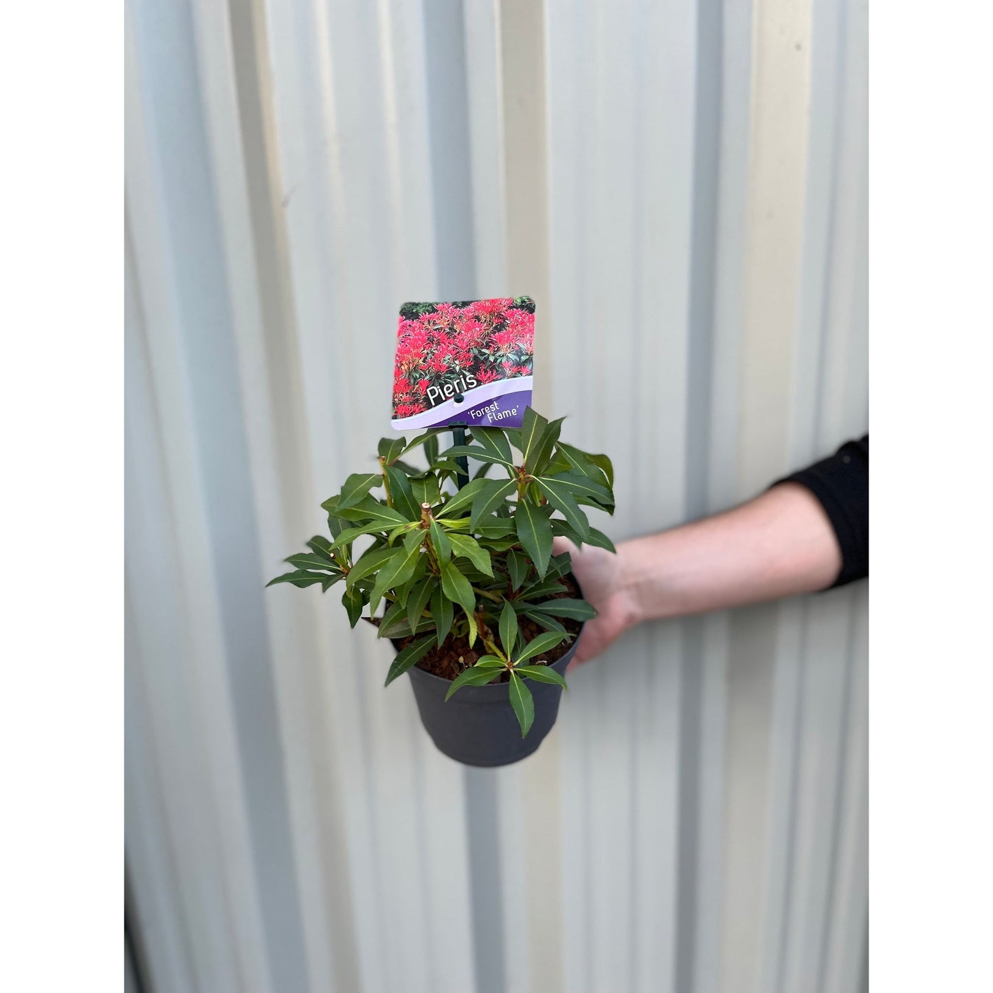 Pieris japonica Forest Flame (2 sizes available)