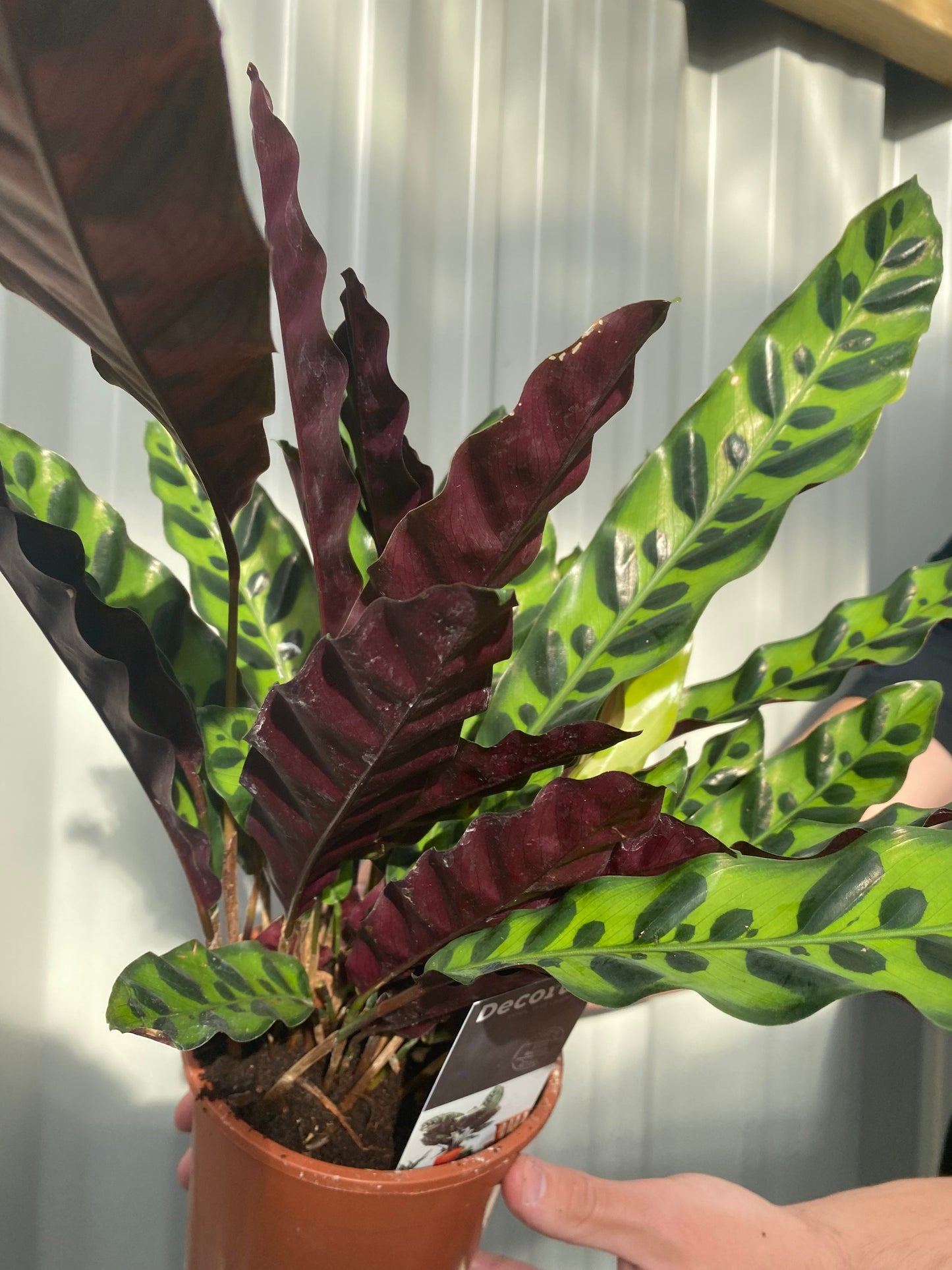 Calathea lancifolia 50cm