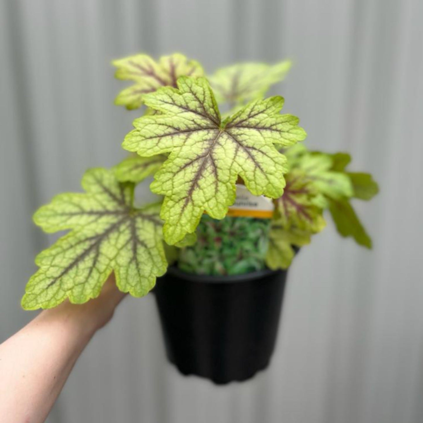 Heuchera 'Alabama Sunrise' 2L