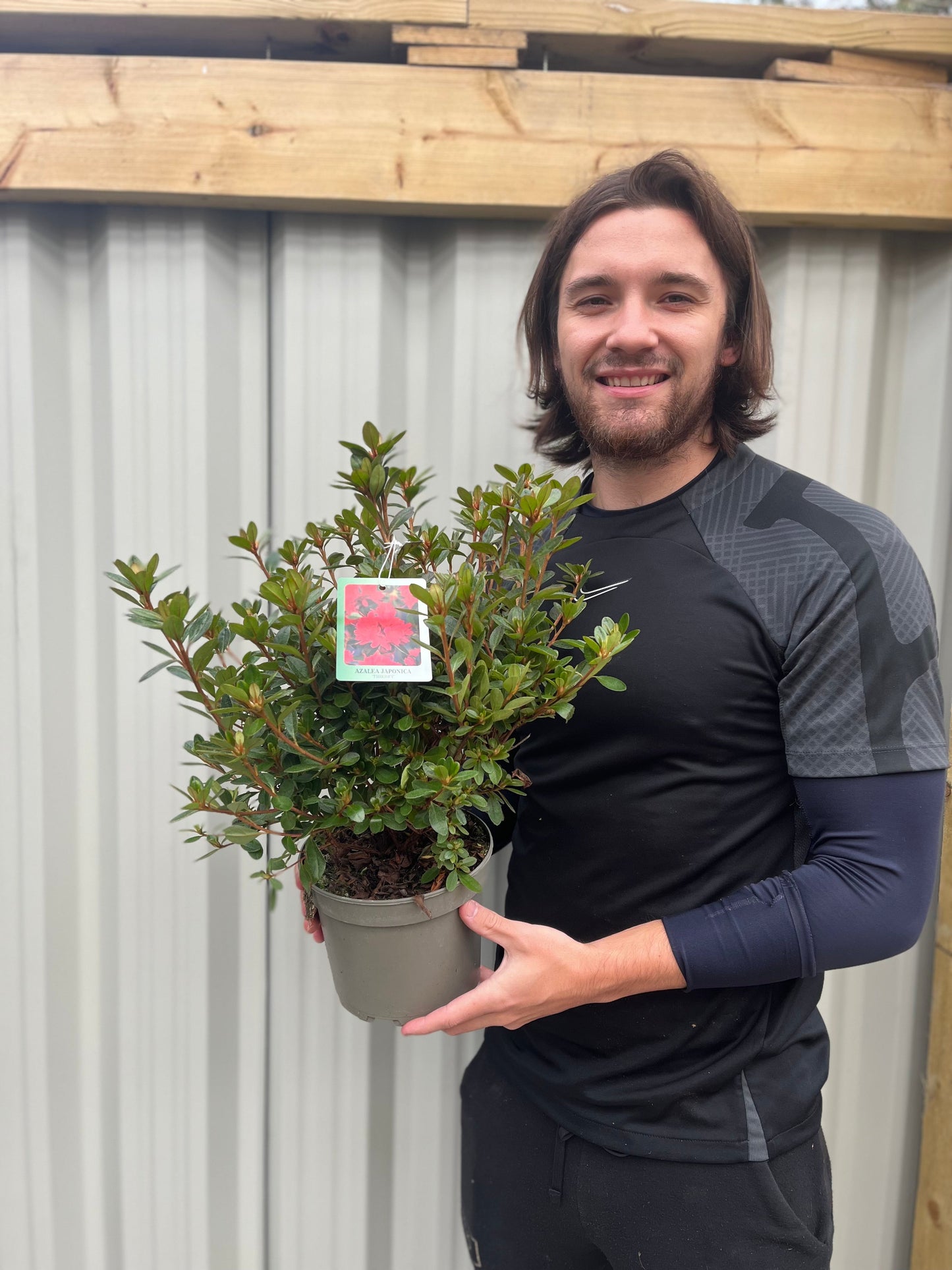 Azalea japonica 'Thierry' 2L