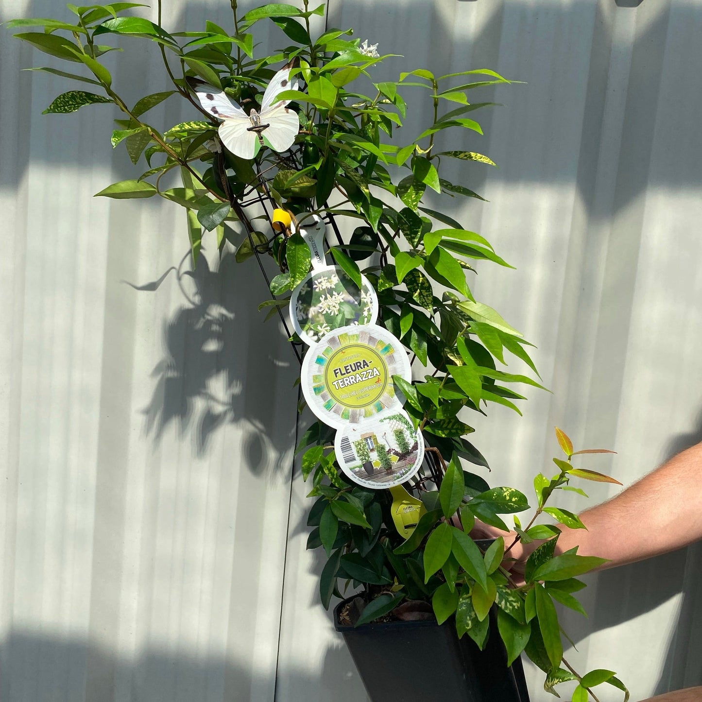 Trachelospermum jasminoides | Evergreen Star Jasmine Cone