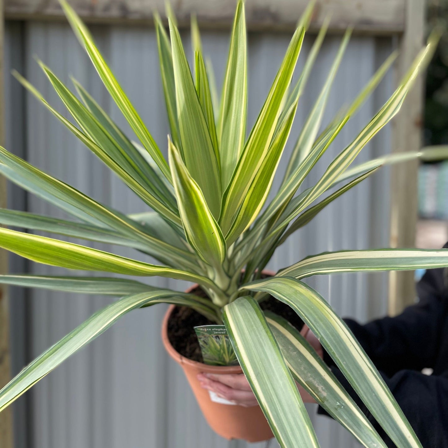 Yucca elephantipes 'Jewel'