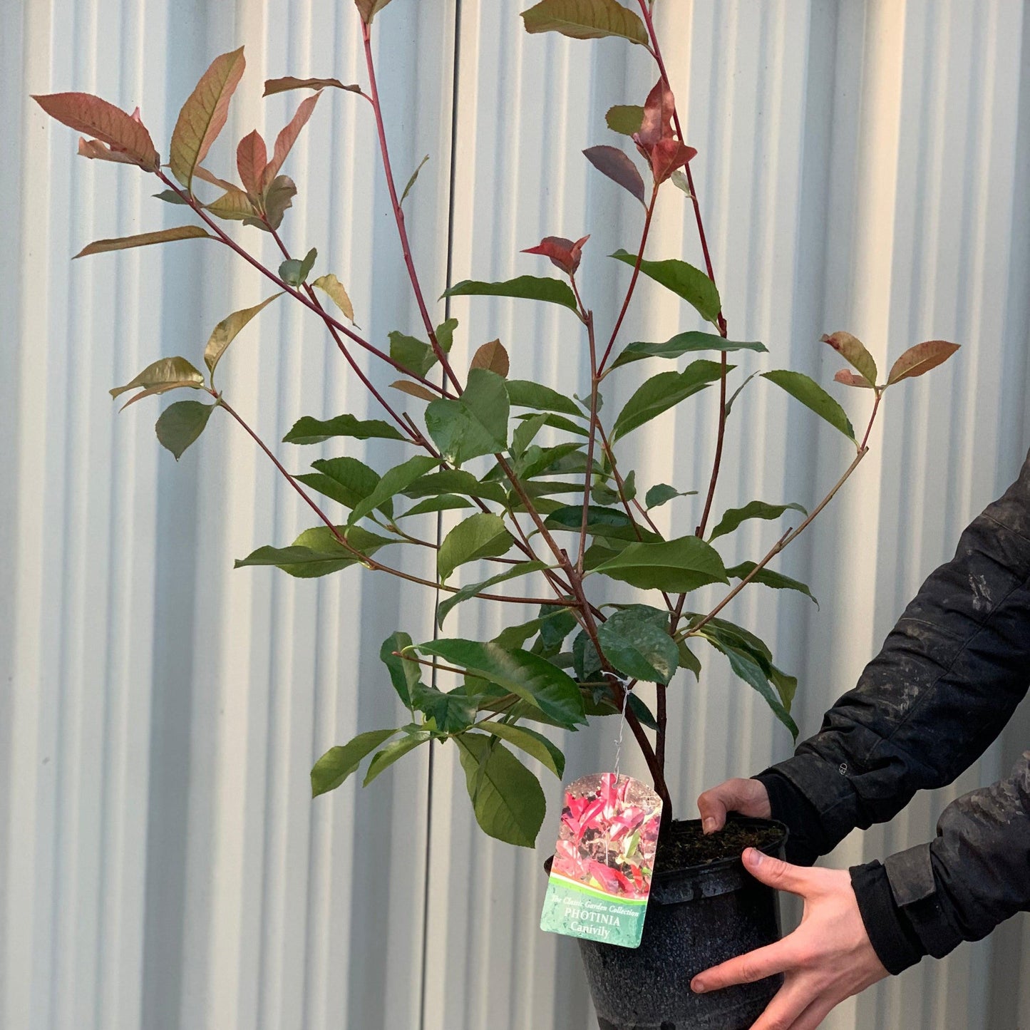 Photinia Canivily 80-90cm