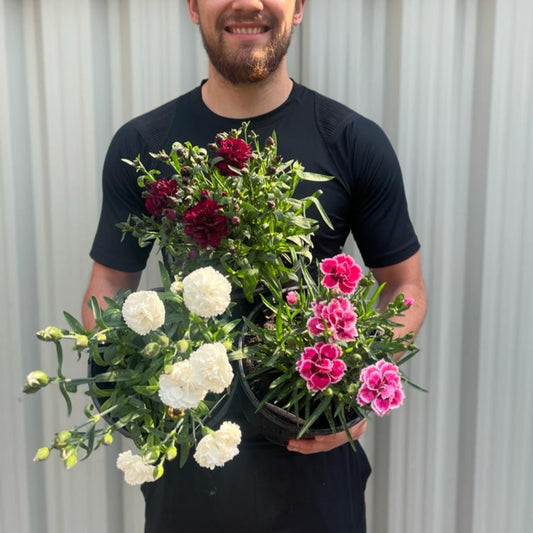 3 x Dianthus Perennials 3L | 3 Different Varieties