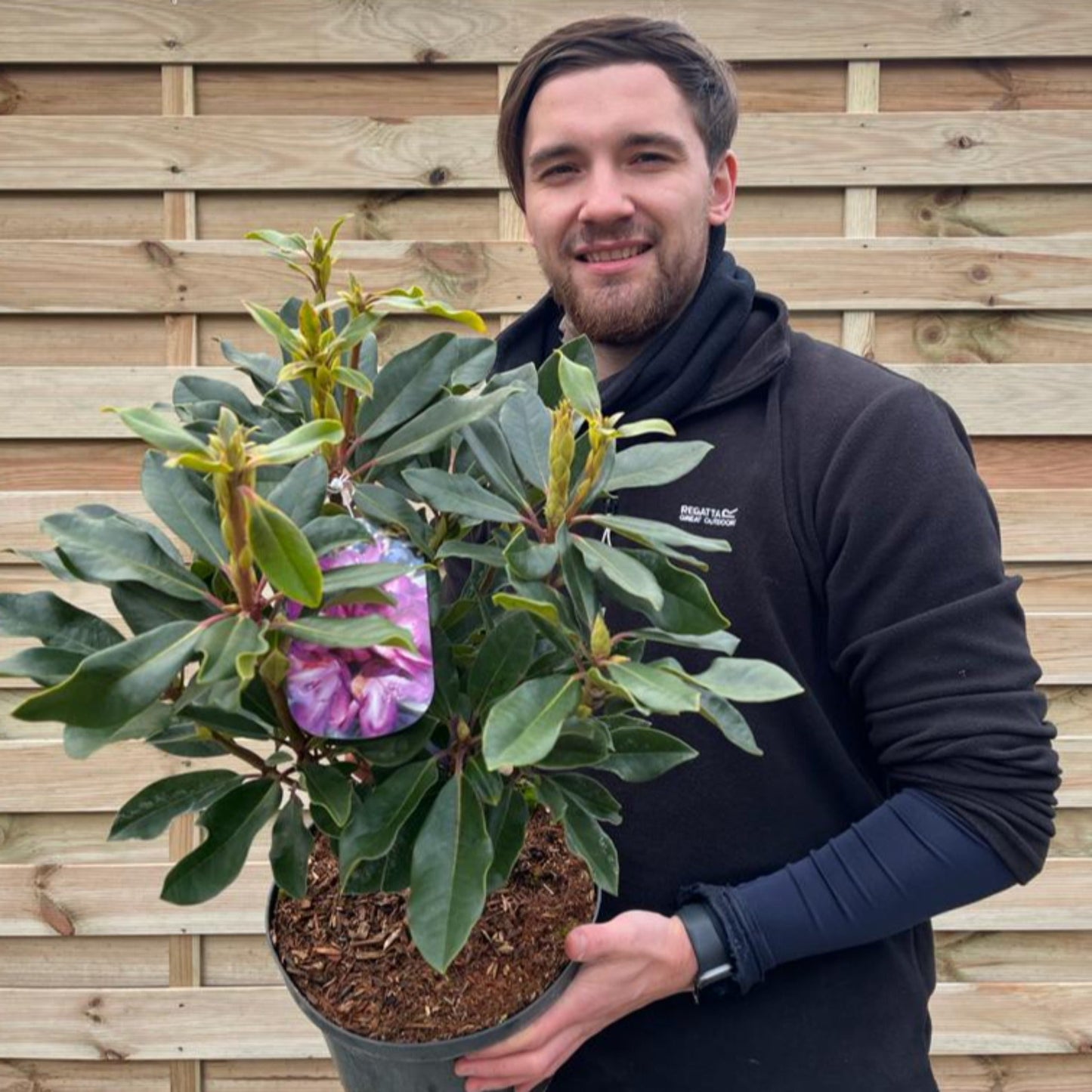 Rhododendron 'Bluebell' 5L