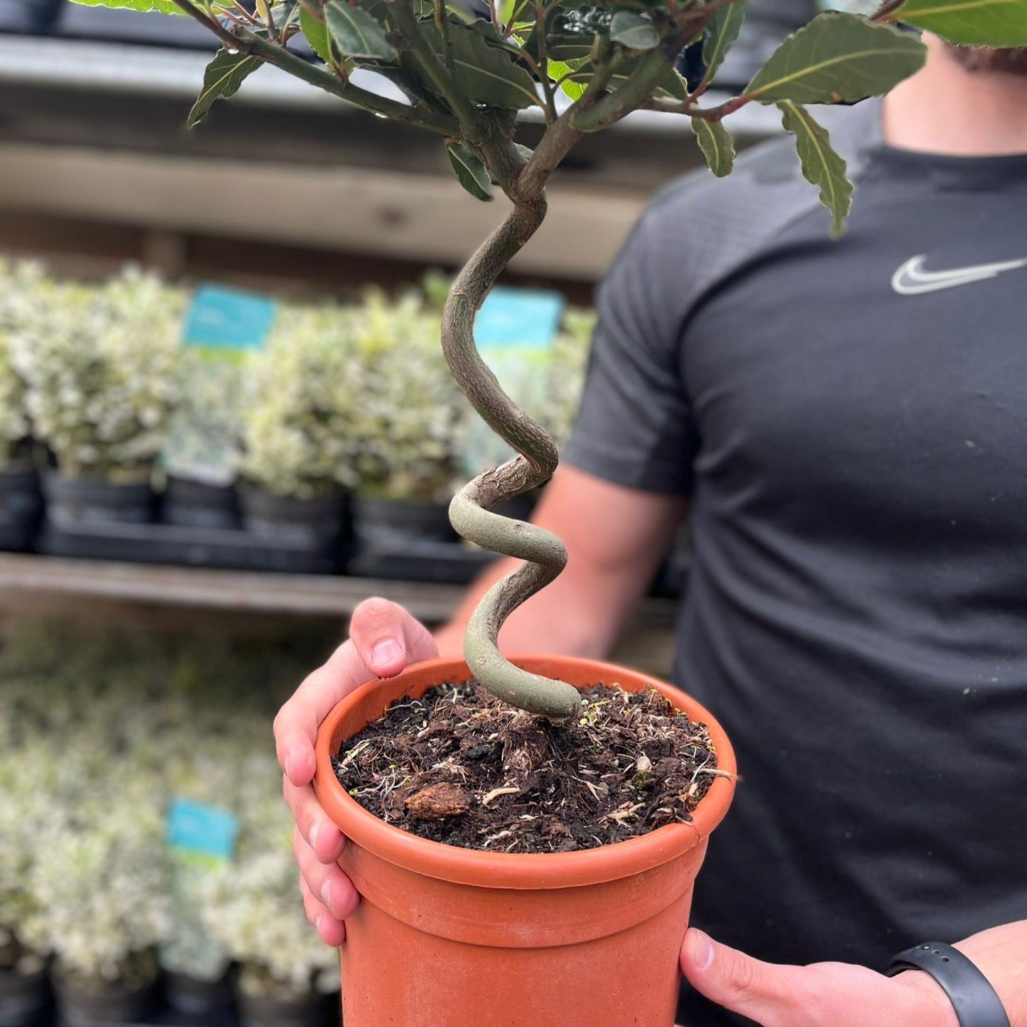 Corkscrew Twisted Stem Standard Bay Tree | Laurus nobilis | 50-60cm, 70-80cm.