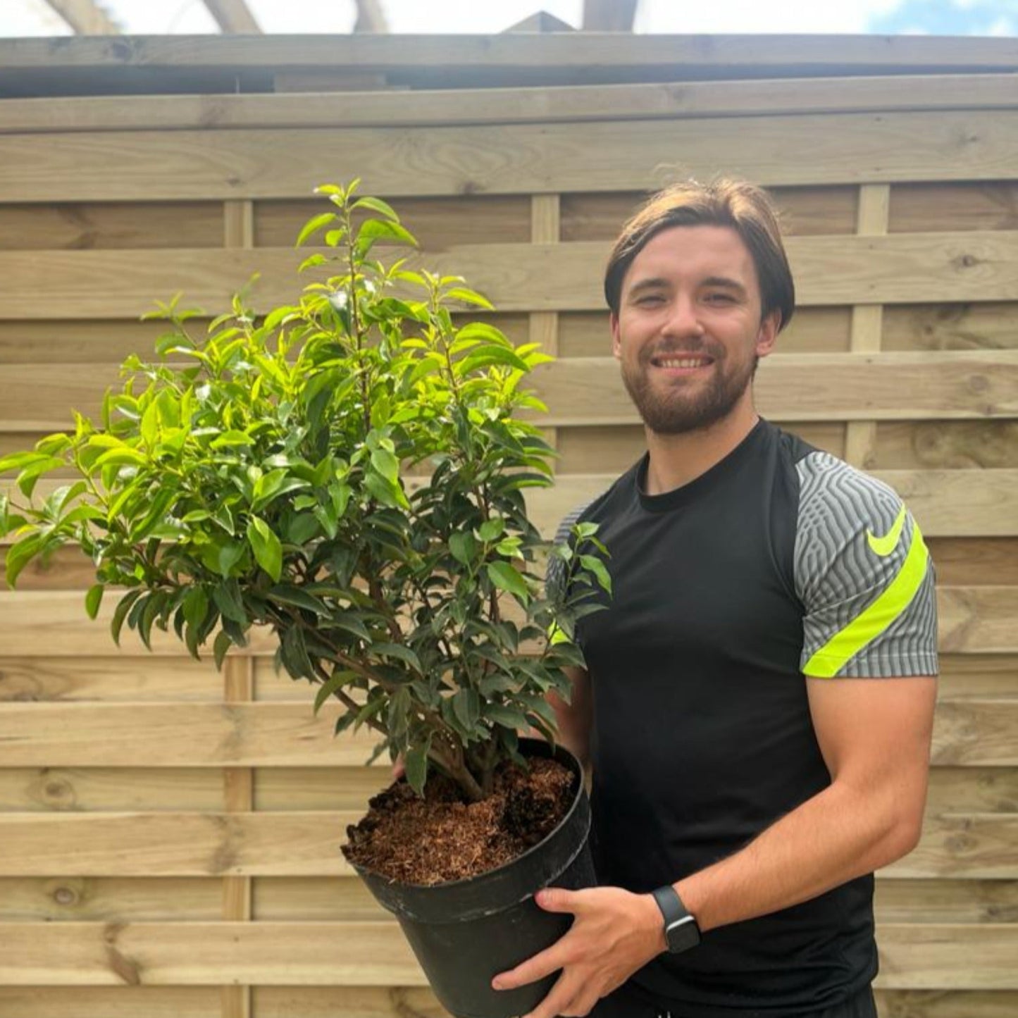 Portuguese Laurel | Prunus lauroceras 'Angustifolia'.