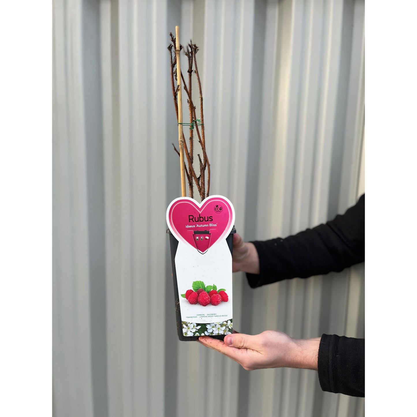 Autumn Bliss Raspberry Canes 1L