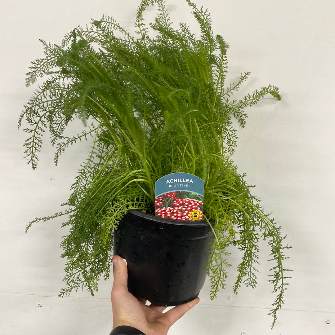 Achillea (Yarrow) - Red Velvet 3L