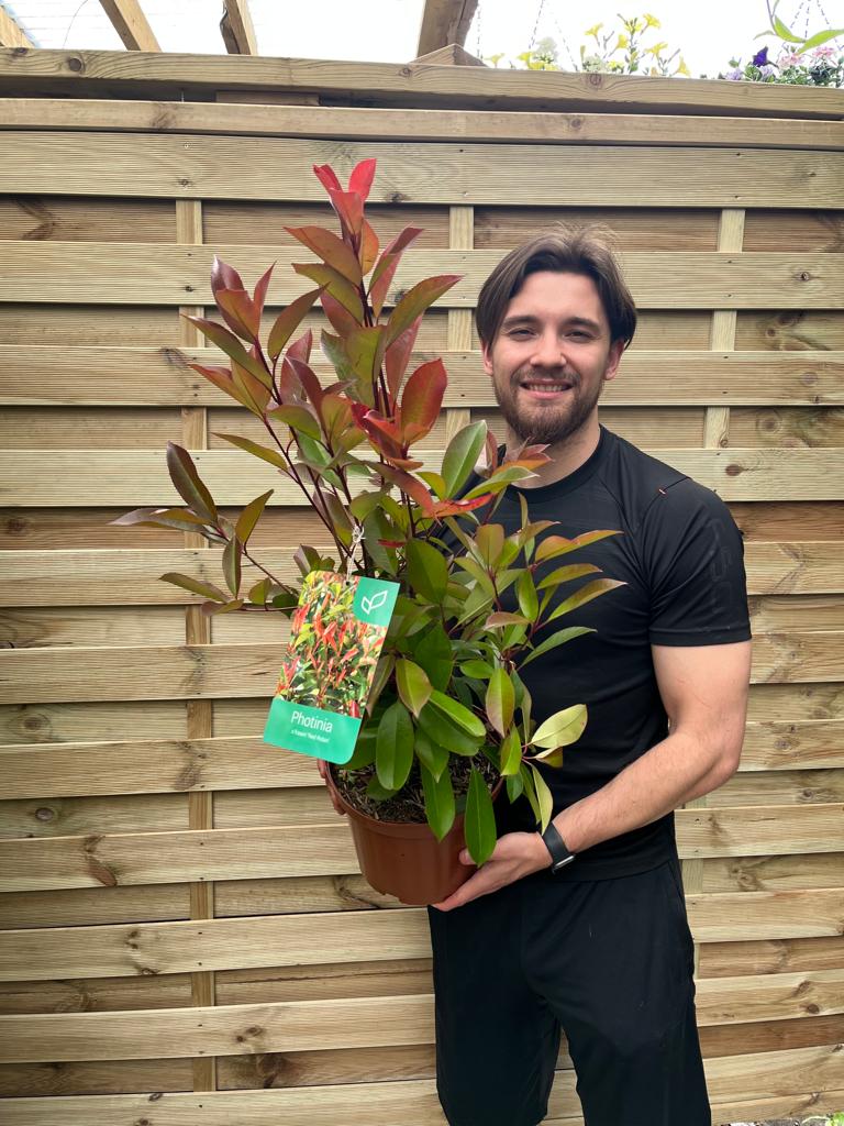 Photinia x fraseri 'Red Robin' 9cm-5L