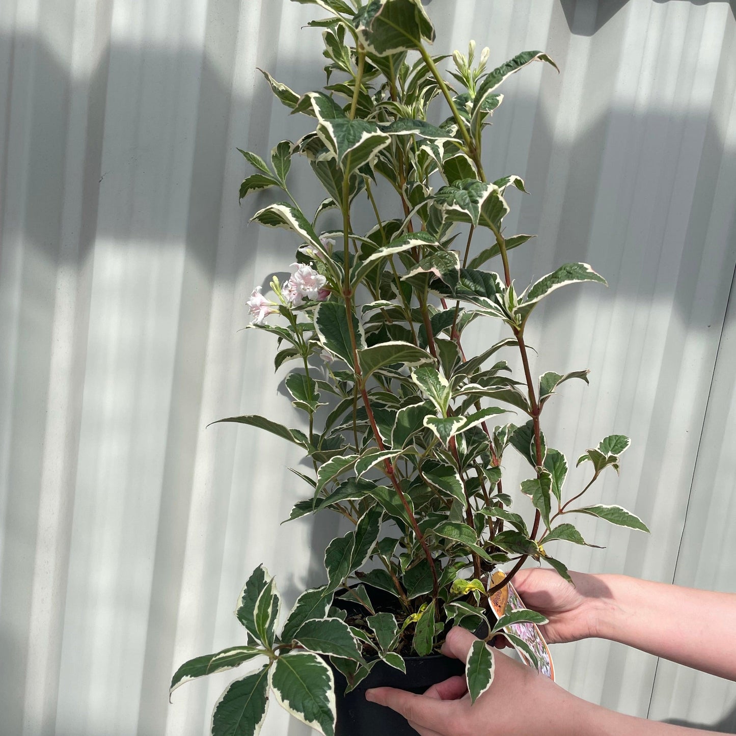 Weigela florida. 'Sunny Fantasy' 3L (80-90cm)