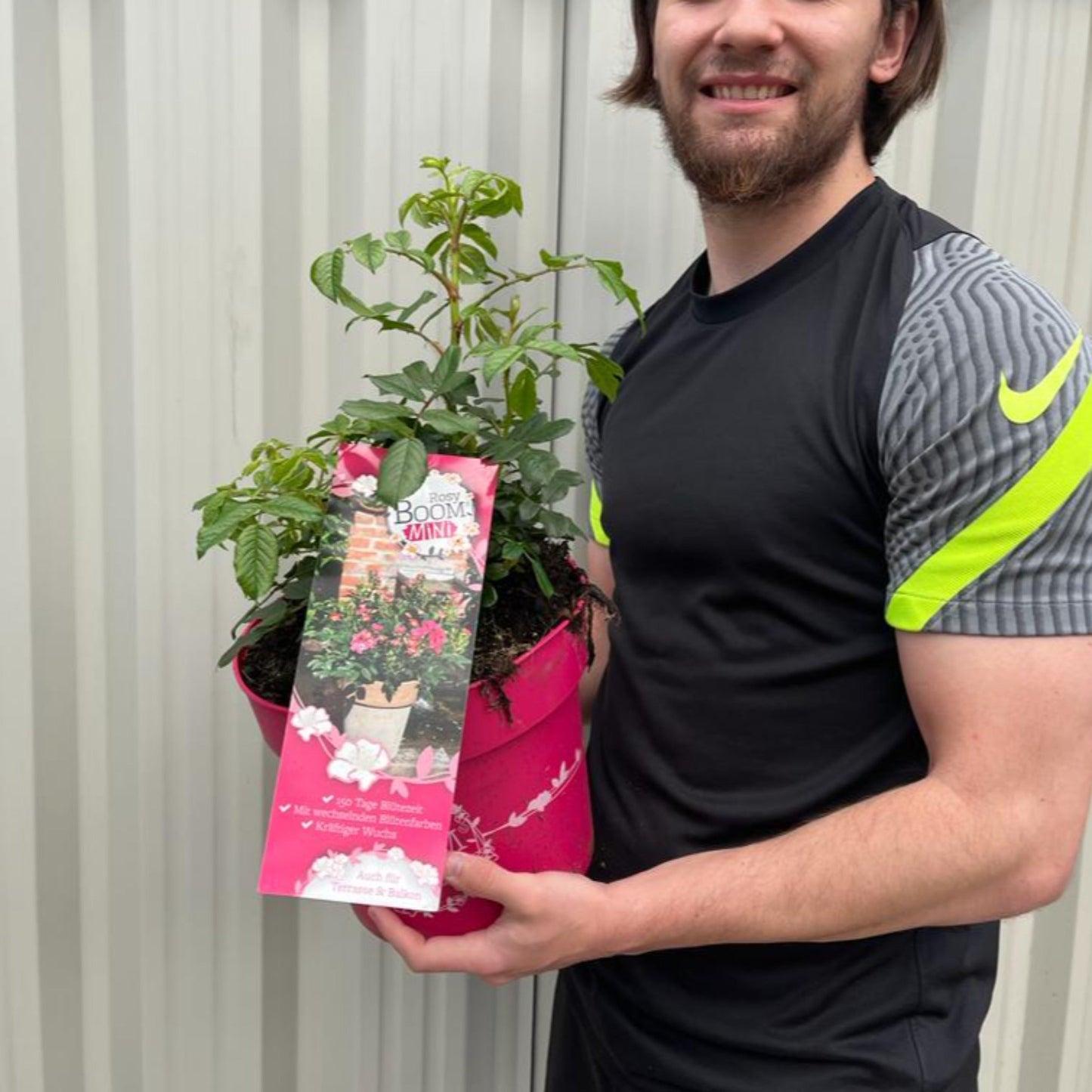 Rosy Boom Mini Potted Rose 5L