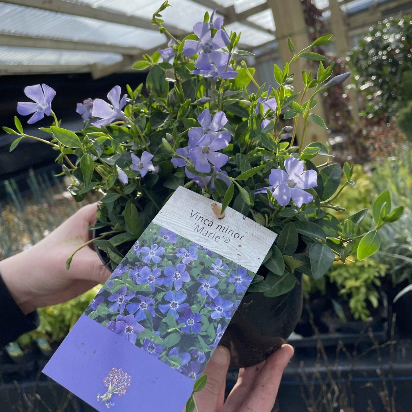 Vinca minor €˜marie€™ 9cm / 2L