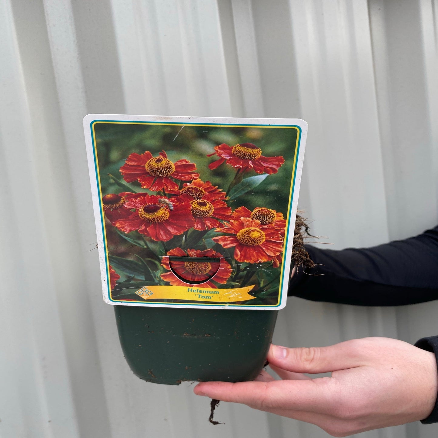 Helenium 'Tom' 1.5L