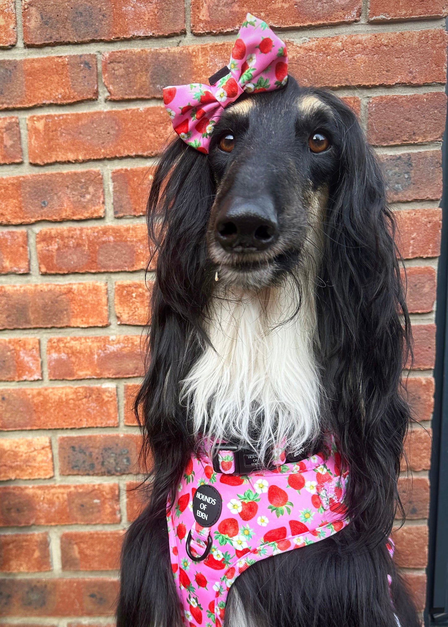 Strawberry Patch Design Dog Collar