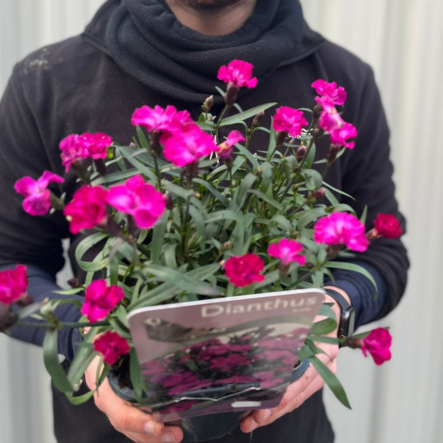 Dianthus 'Scully€™  3L