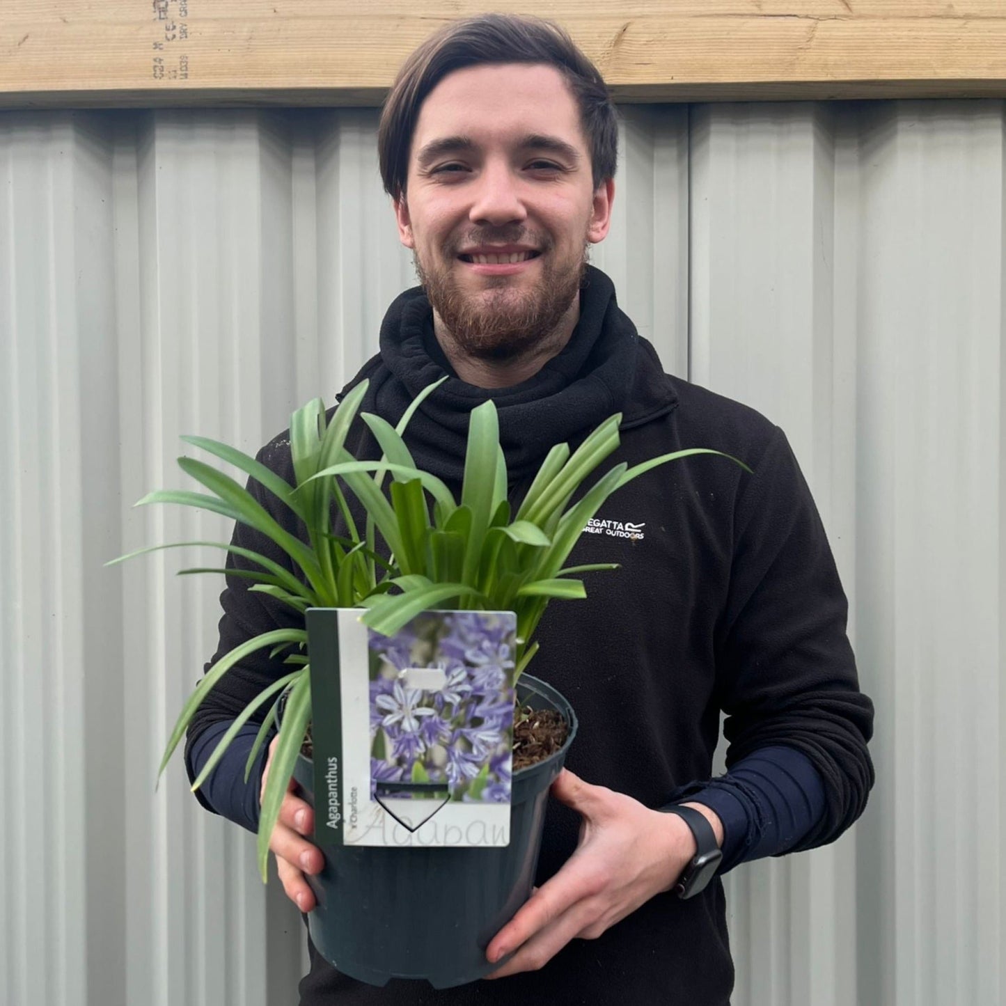 Agapanthus africanus 'Charlotte' 5L
