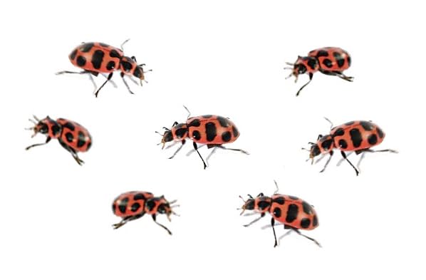 Insect Lore Ladybug Land | Live Ladybug Habitat Kit with Larvae Voucher