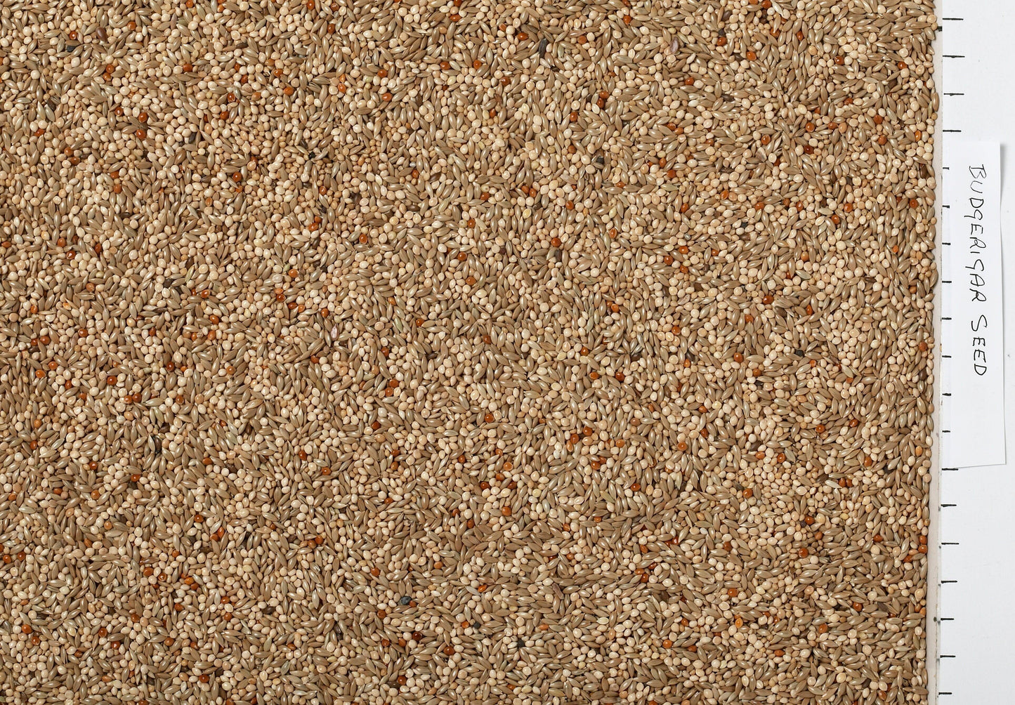 Johnston & Jeff Budgerigar Seed