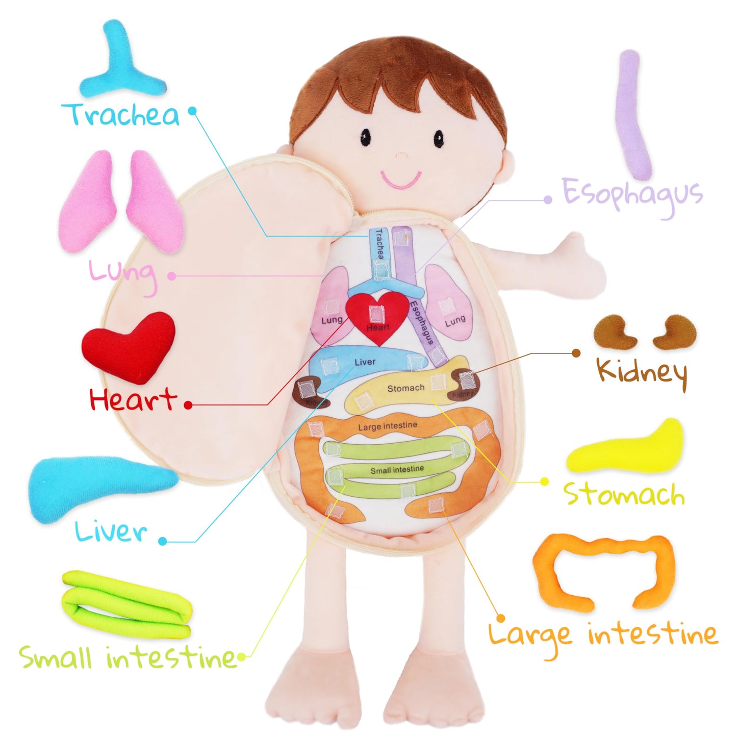 June Garden Little Patient Lucas Plush Anatomy Doll – Removable Organs for Kids