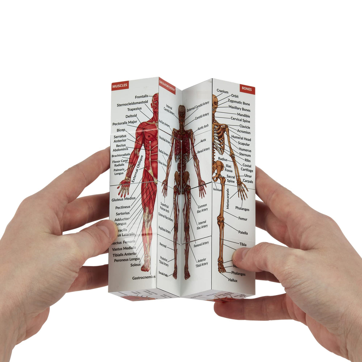 Kits of Medicine Human Anatomy Study Cube – 9-Part Revision Model | Gift for Medical Students
