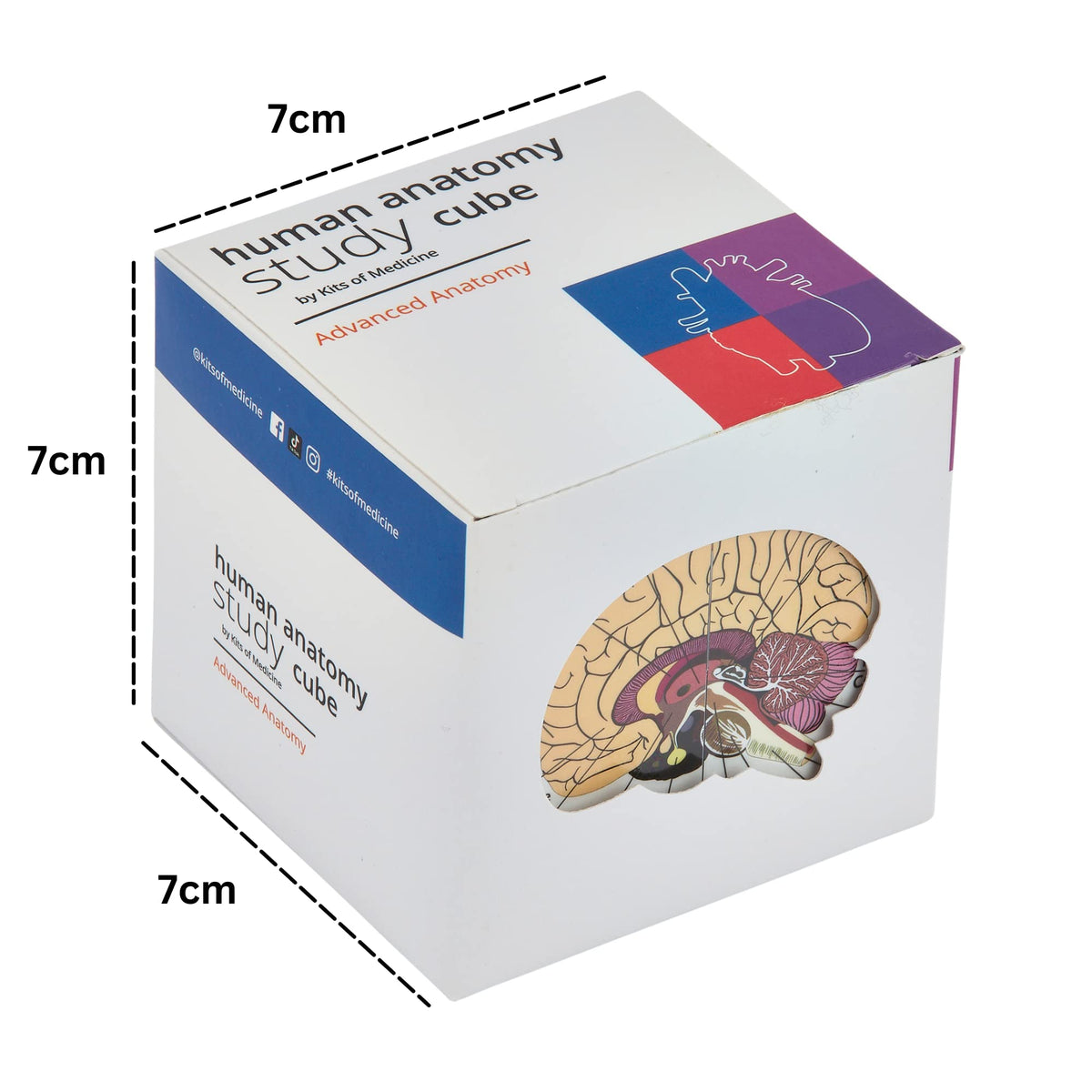 Kits of Medicine Human Anatomy Study Cube – 9-Part Revision Model | Gift for Medical Students